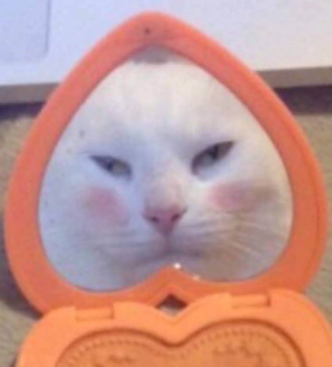 pretty cat